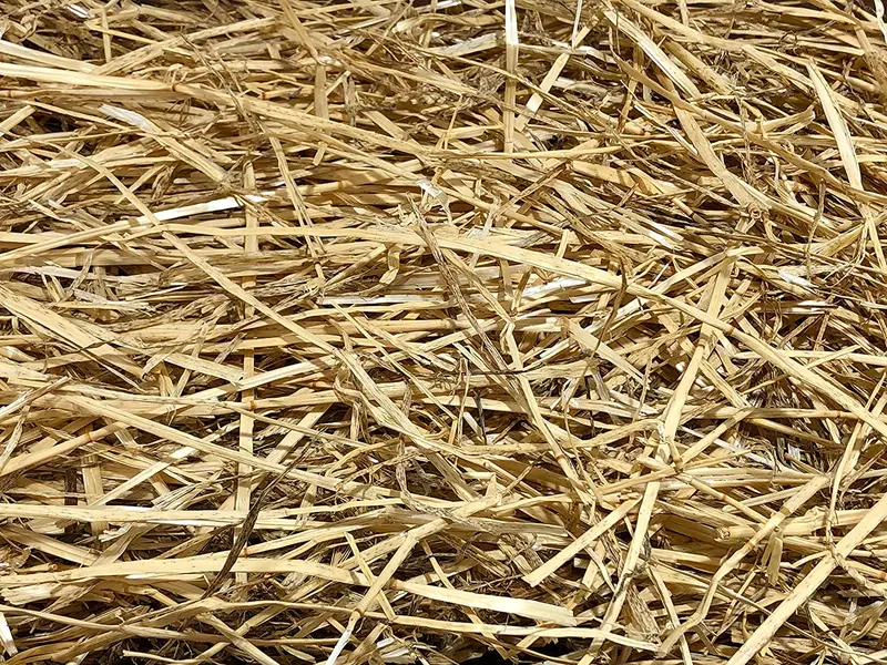 AA Plus Shop 100% natural de paja de trigo hierba, auténtico heno de trigo natural