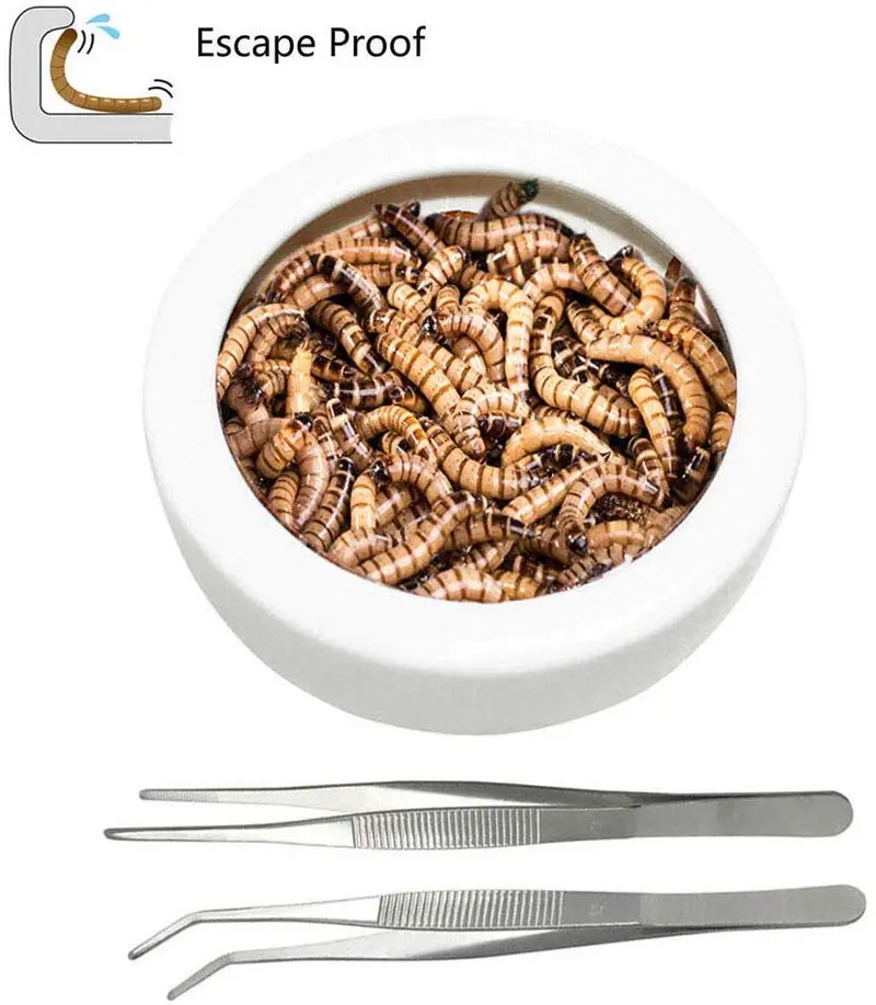 ADOGGYGO - Plato para gusanos con pinzas de alimentación, pequeño cuenco de agua para reptiles, a prueba de fugas, con diseño de dragón
