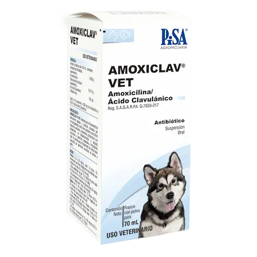 Amoxiclav Vet 70 mL Suspensión Oral (Amoxicicilina - Ácido Clavulánico)
