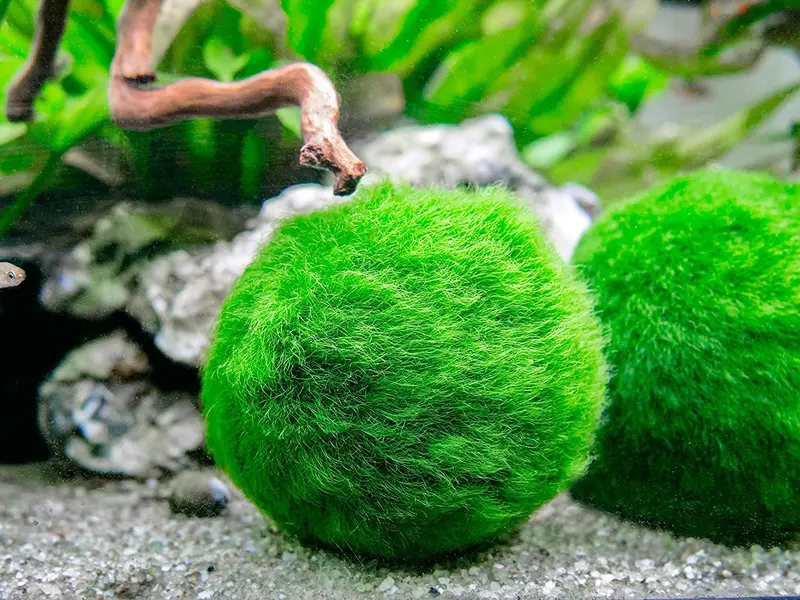 Aquatic Arts 3 bolas para pez beta, plantas marinas vivas de acuario para peceras, accesorios naturales juguete para peces beta
