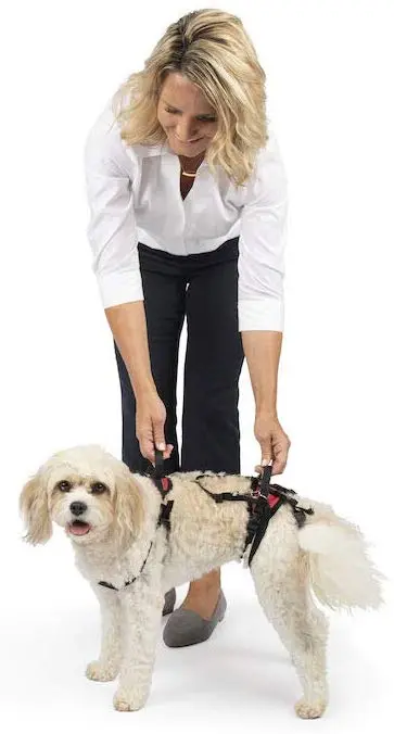 Arnés para perro, soporte de elevación y ayuda, SOLVIT Carelift