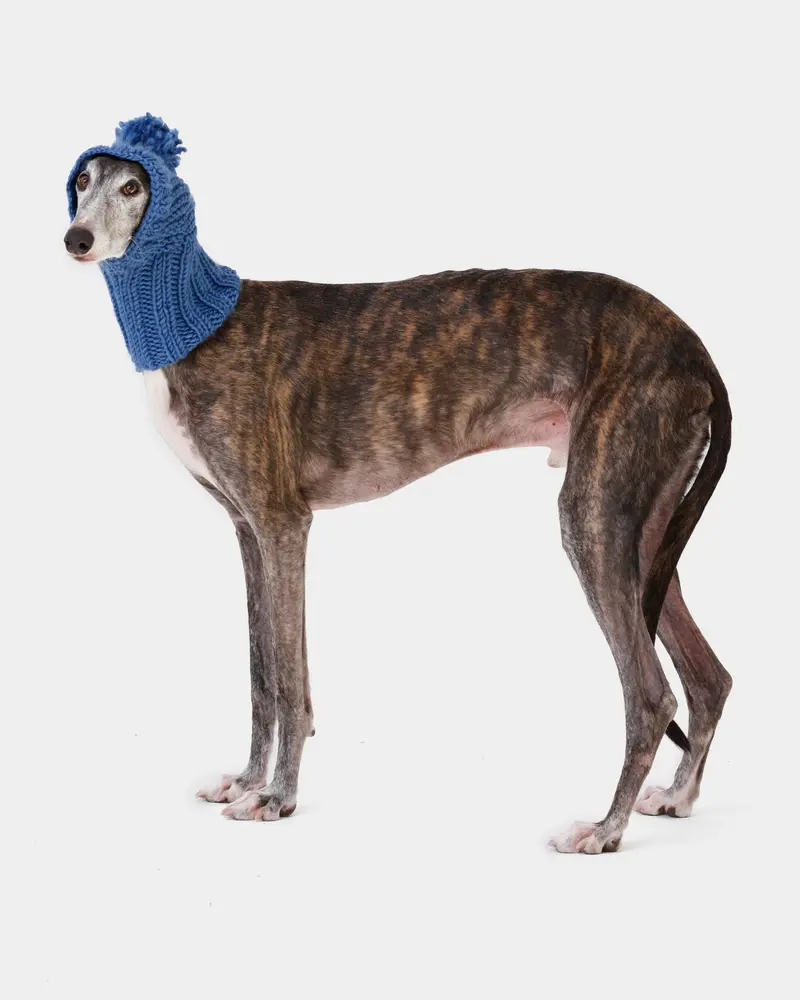 BALACLAVA PUNTO AZUL - GALGO (A MEDIDA)