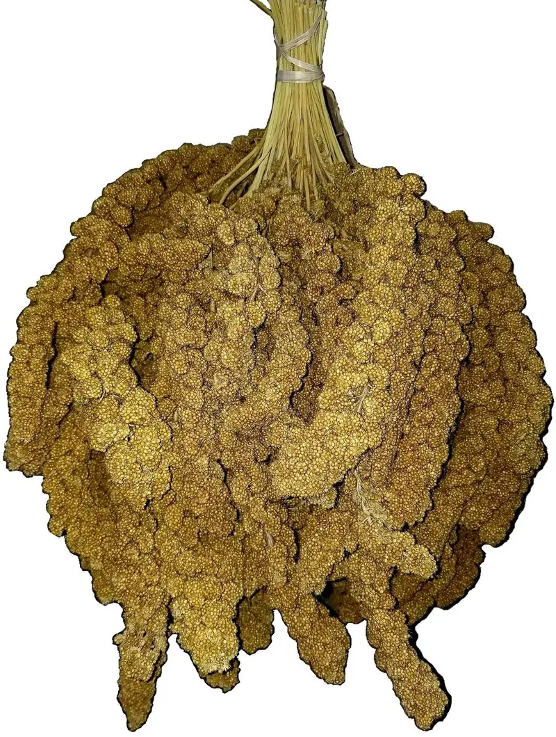 Birds LOVE Spray Millet Non-GMO for Birds Cockatiel Lovebird Parakeet Finch Canary All Parrots Healthy Treat