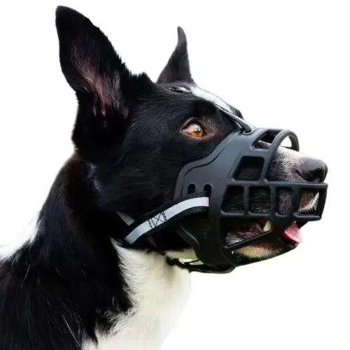 Bozal Perro
