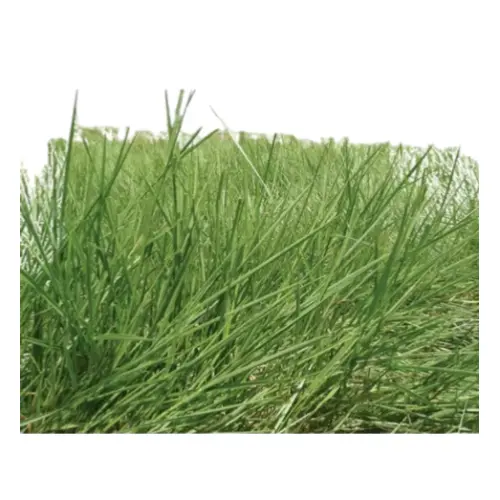 BRACHIARIA  BRIZANTHA MARANDU GOLD X KILO