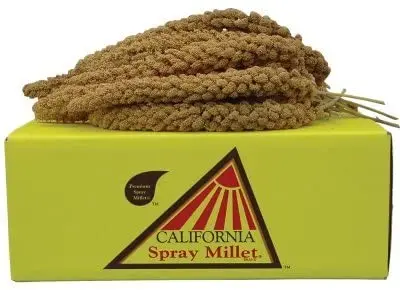 California dorado Spray mijo para pájaros – criador especial