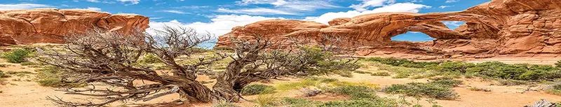 Carolina – Jaulas personalizadas para fondo de hábitat, arco doble con árbol, para terrario 36Lx24Wx18H, 3 lados Wraparound