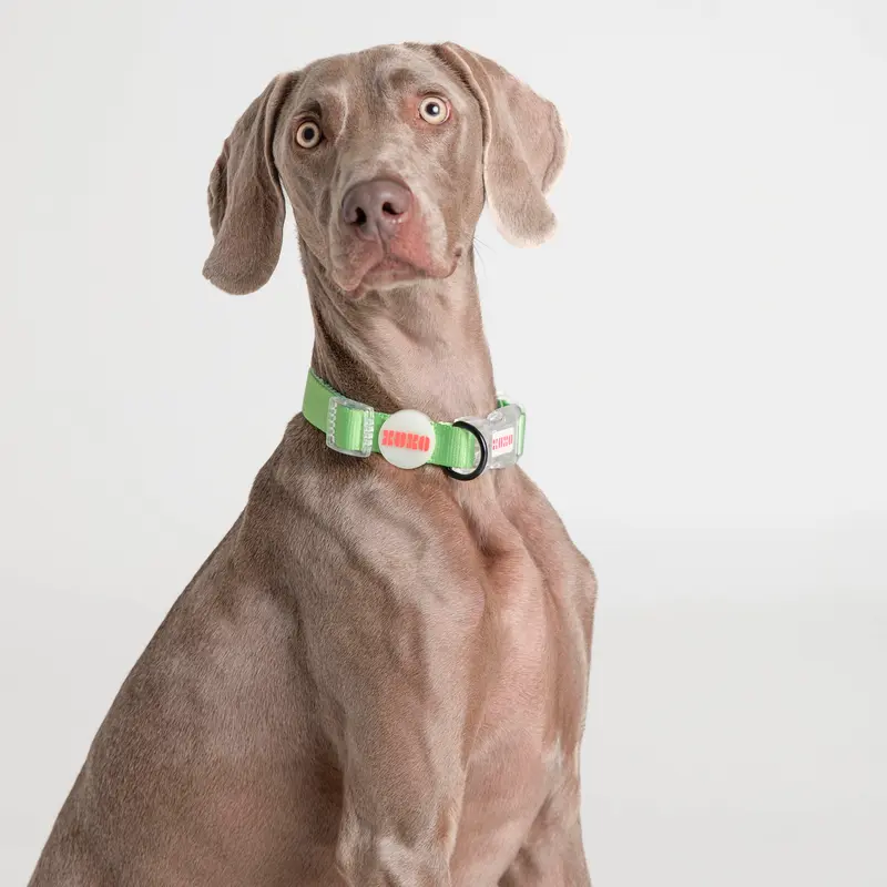 Collar // NEON PARTY TROPICAL