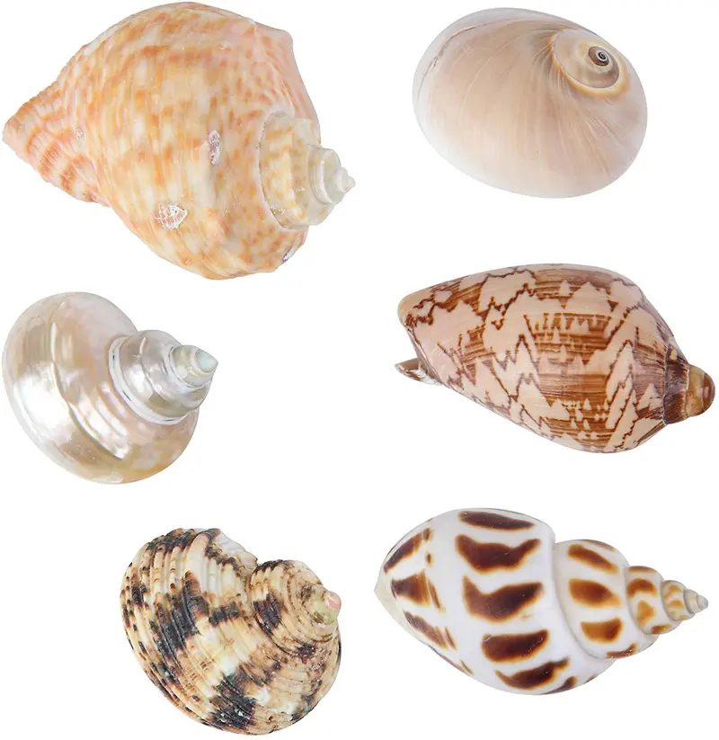 Conchas grandes para cangrejos de ermitaño para adultos, 6 unidades de diferentes tipos de conchas naturales sin pintura cambiante, concha de crecimiento, 1 a 2 pulgadas de ancho de apertura