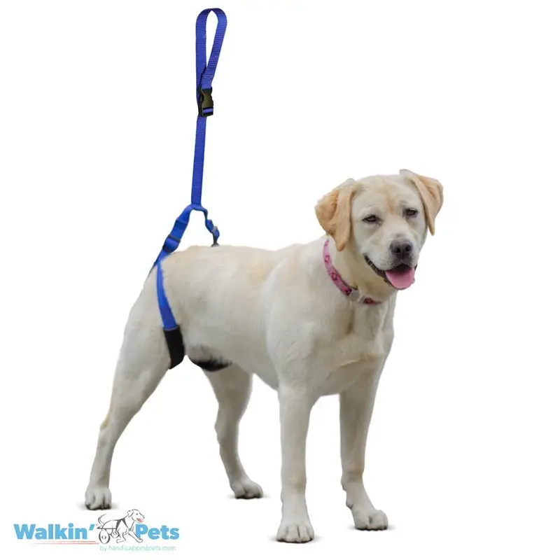 Correa para Soporte de Cadera Para Perro Walkin’ Up-n-Go Leash de Walkin' Pets