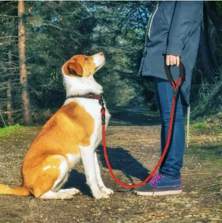 Correa reflectante de nylon para perros – Pequeños, medianos y grandes