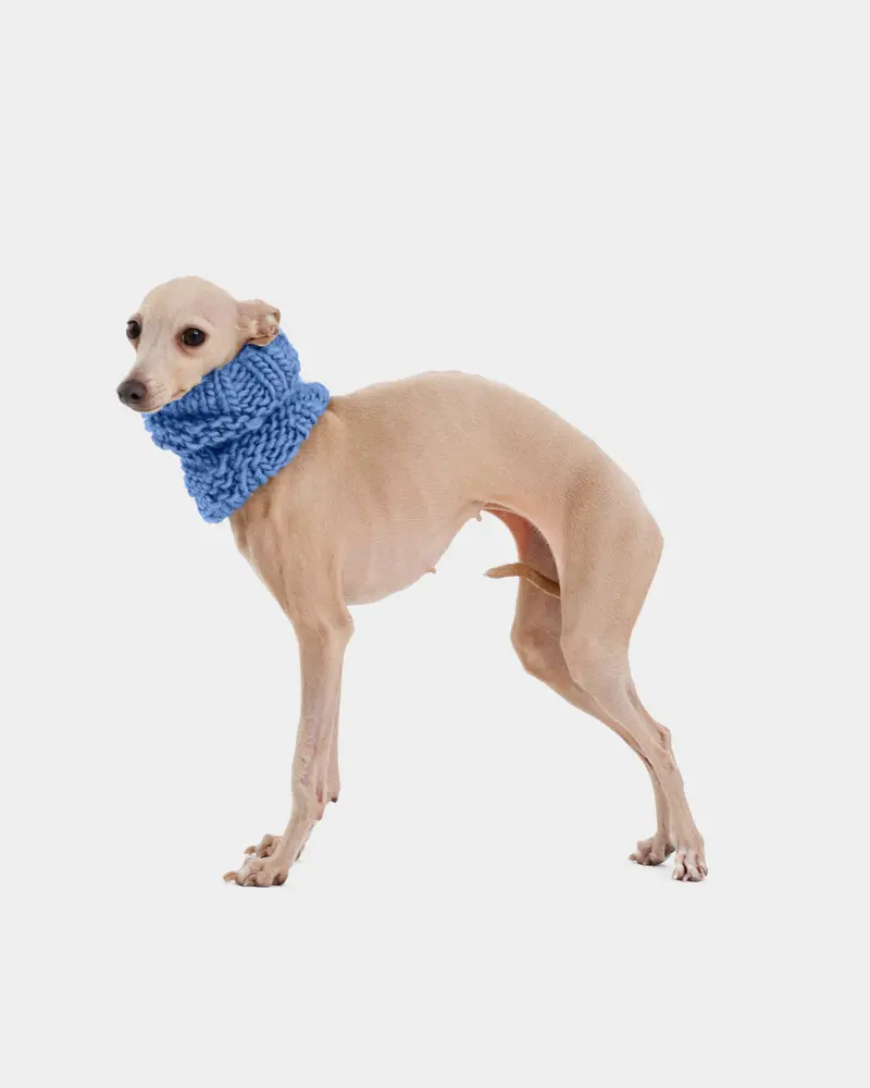 CUELLO PUNTO AZUL - IGGY (A MEDIDA)