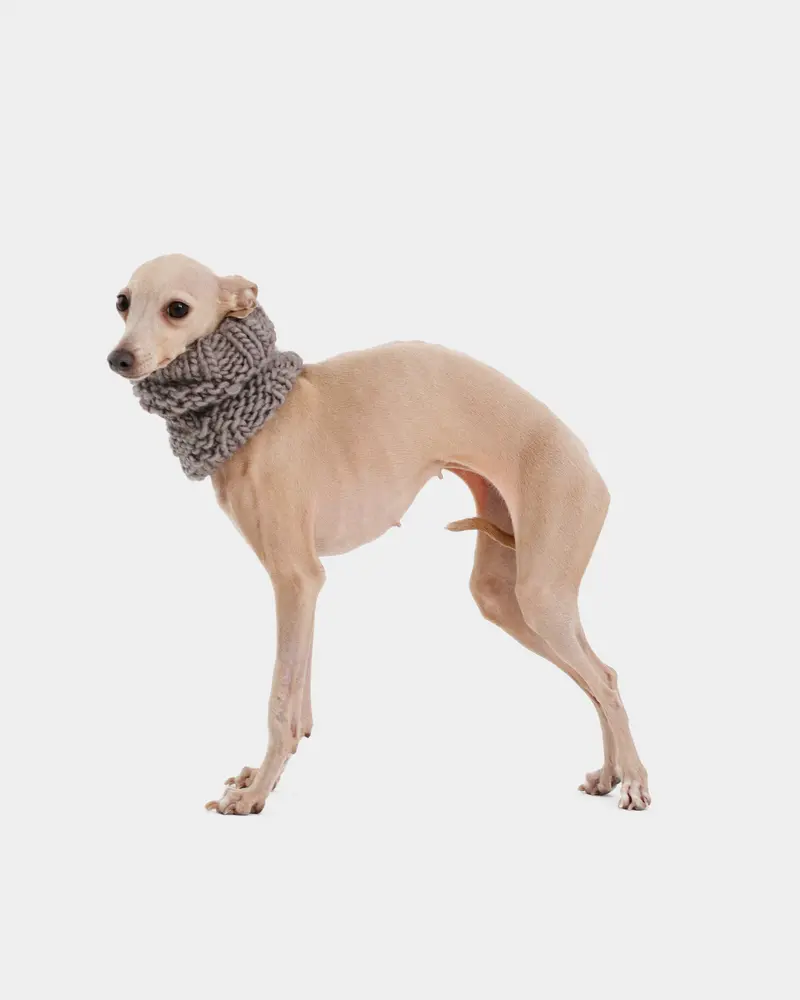 CUELLO PUNTO GRIS - IGGY (A MEDIDA)