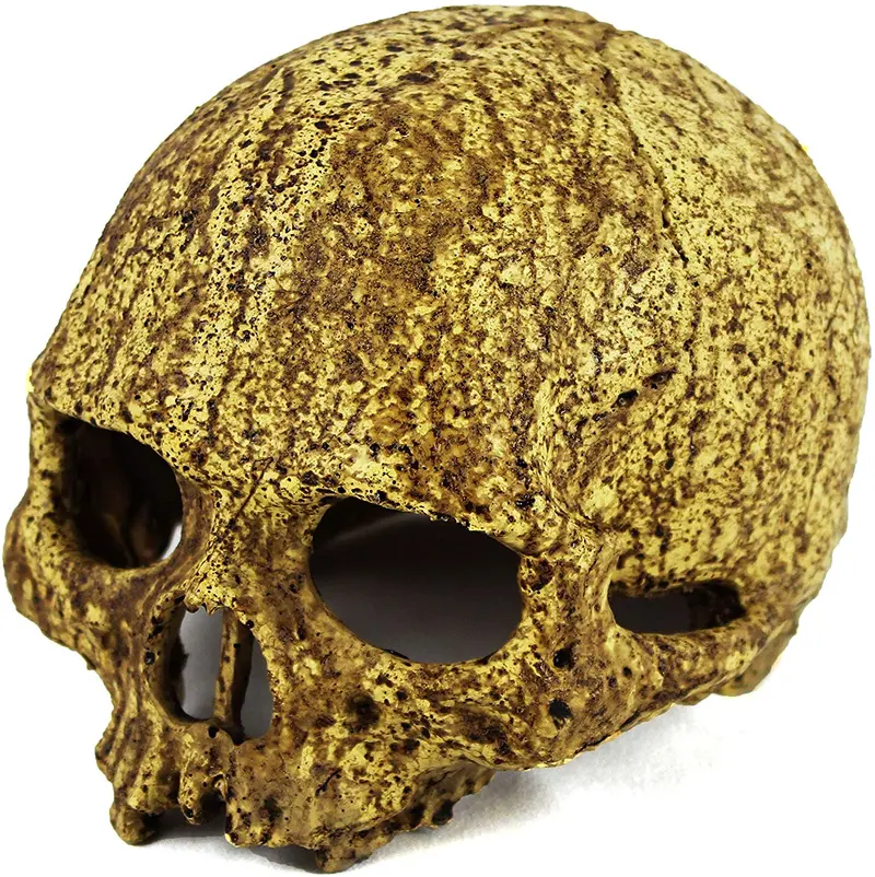 Cueva de calavera humana de Pangea