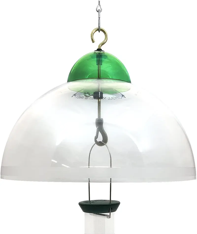 Droll Yankees sqg 15-Inch Verde Cúpula Ardilla Guardia