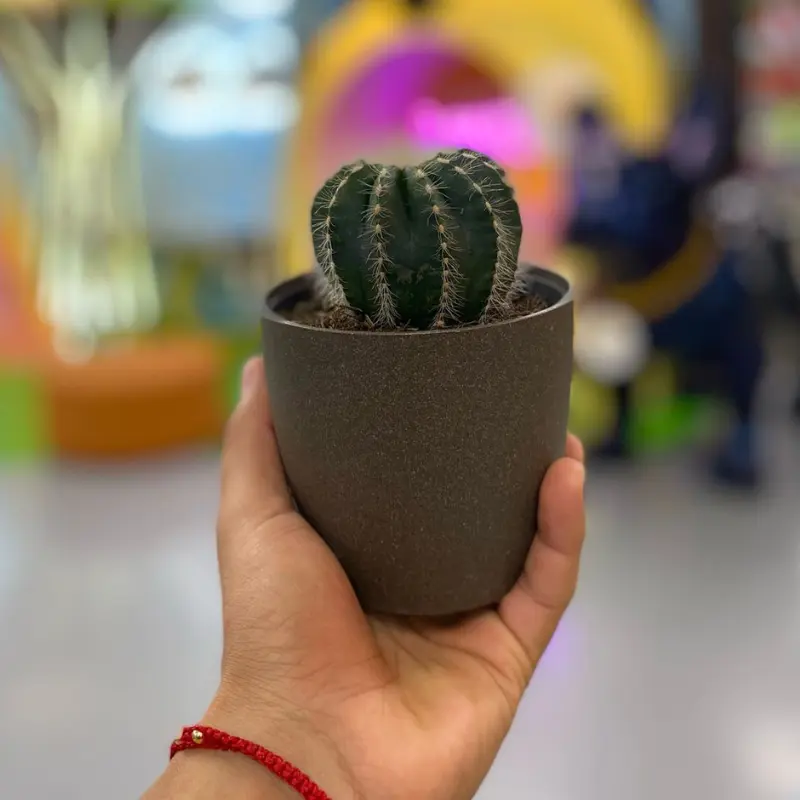 Eco Matera Bahía 10 + Cactus
