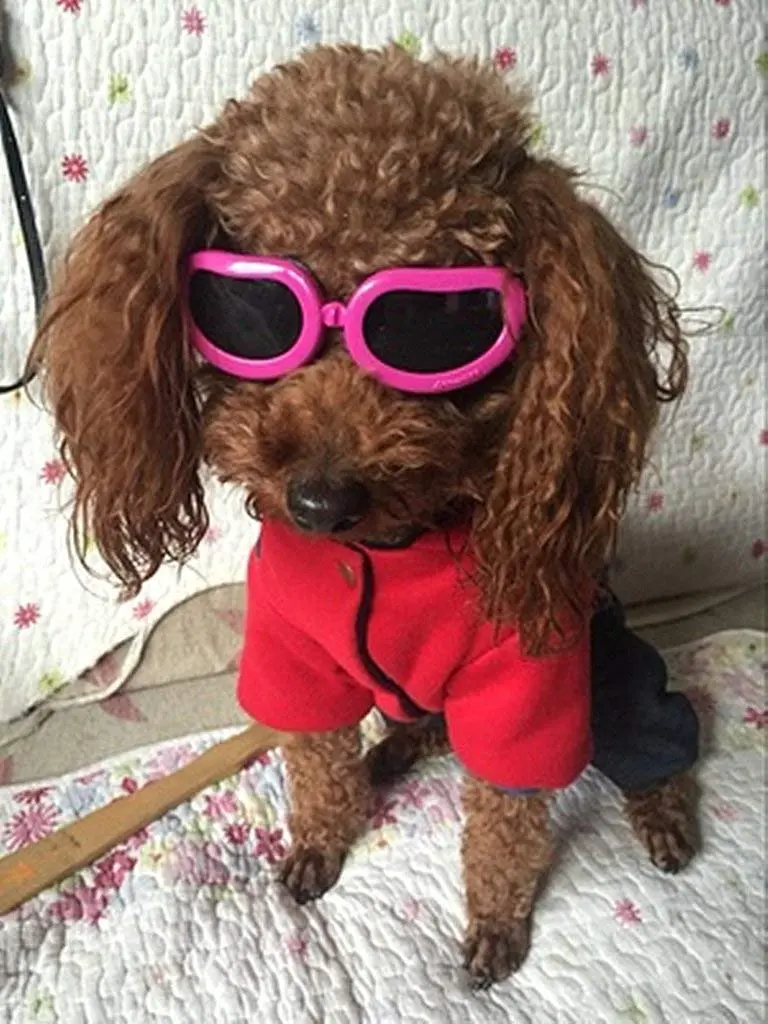 Enjoying Dog Goggles - Small Dog Sunglasses Waterproof Windproof UV Protection for Doggy Puppy Cat