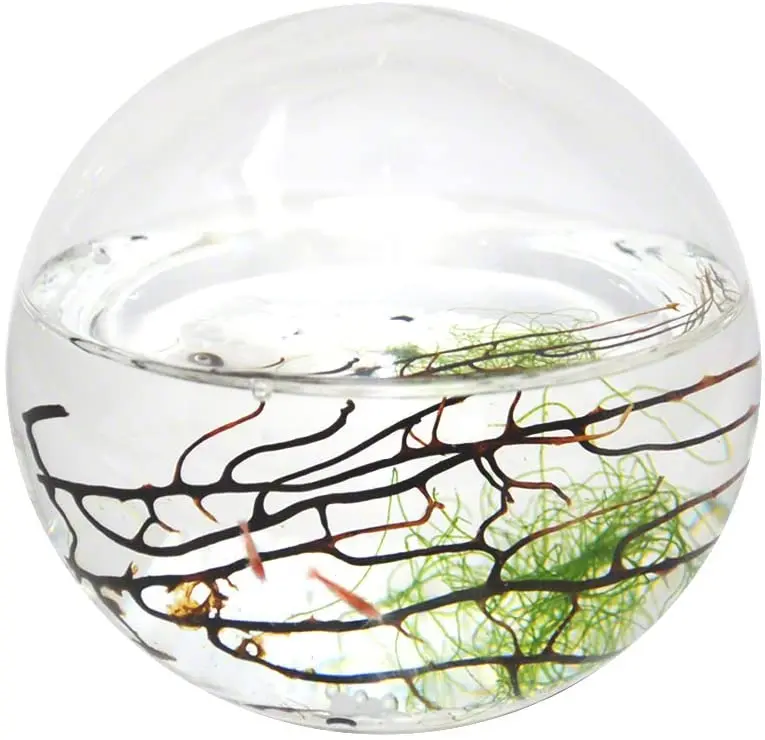 Esfera con ecosistema acuático cerrado de EcoSphere.