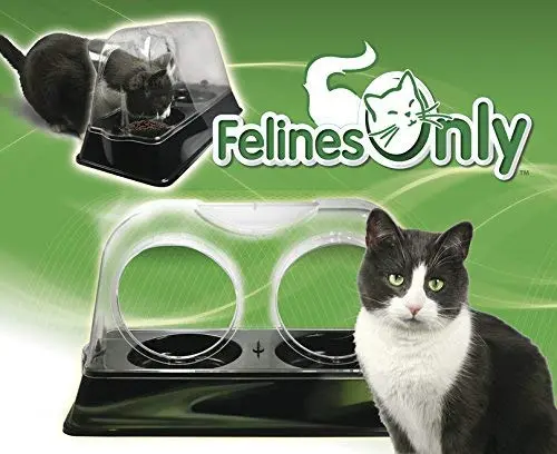 Felines sólo – El plato purrrfect Cat