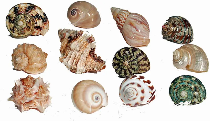 Florida investigación Marina sfm34331 12-Pack Cangrejo Ermitaño de Shell, Medium