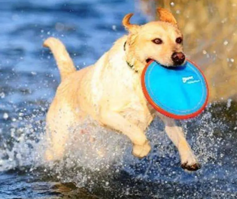 Frisbee para Perros Paraflight de Chuckit