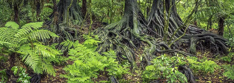 Habitat; Rain Forest Ferns & raíces de fondo para 20L de reptiles, 3-sided Wraparound