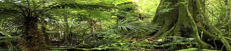 Habitat Reptil Antecedentes; Rain Forest, para 36 x 18 x 18 terrario, 3-sided Wraparound