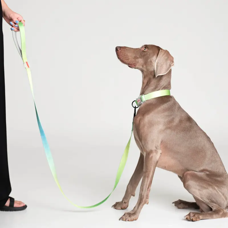 Kit de paseo collar // TROPICAL