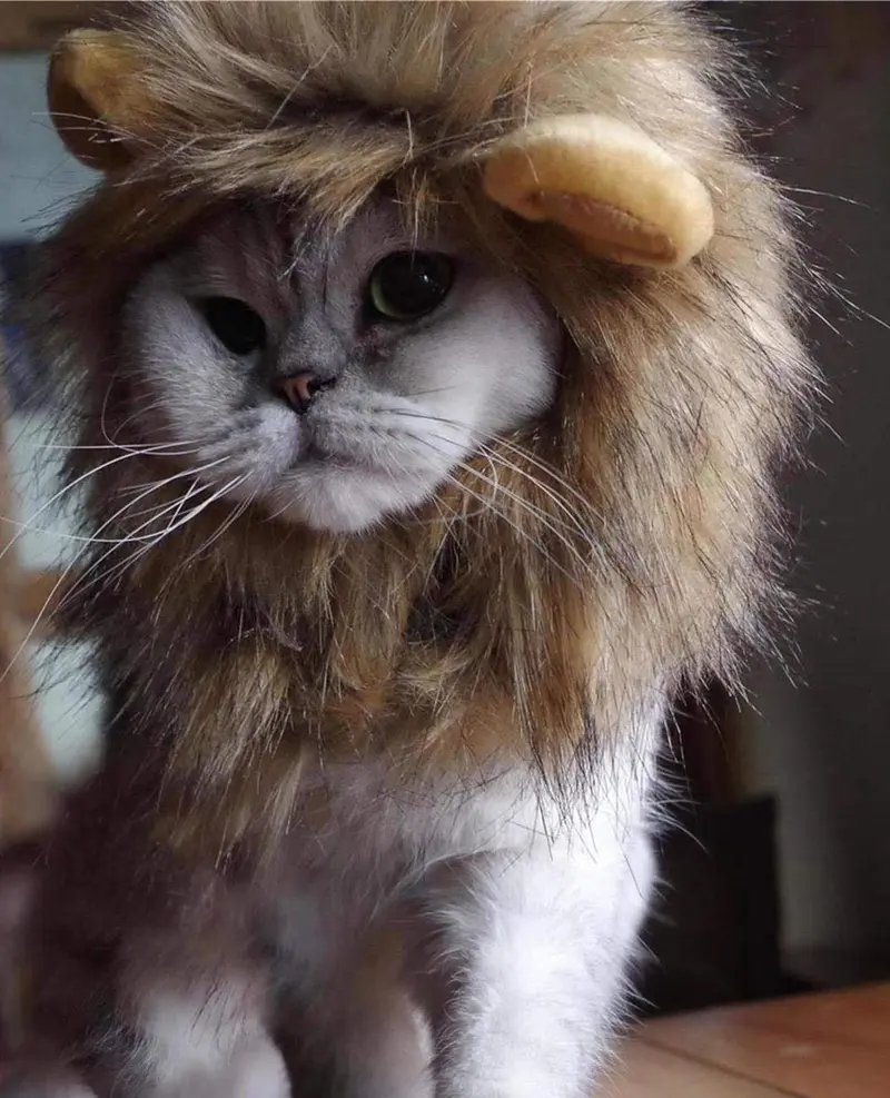 Lion Mane peluca para Cat Costume