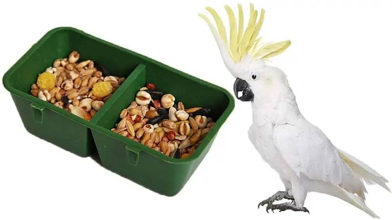 Litewood – Comedero de alimentos para pájaros con forma de plato de agua para loro, macaw africano grises presupuestos, parakeet, cacatúa, conserva, canario