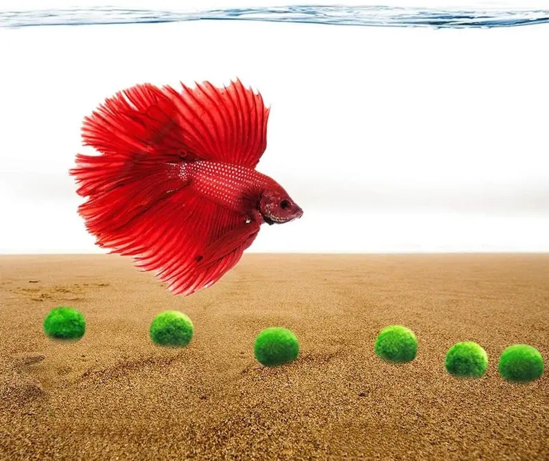Luffy Nano Betta Balls, 0.4 in, juego de acuario para peces