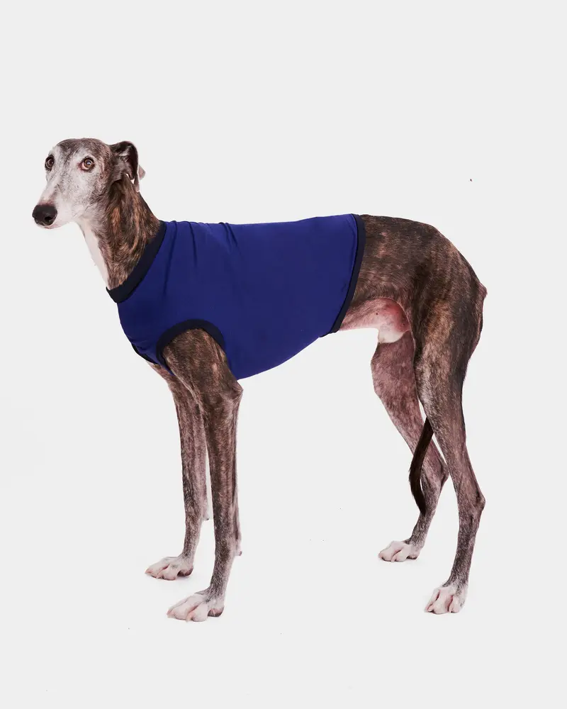 LYCRA AZUL - GALGO