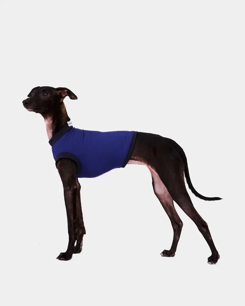 LYCRA AZUL - IGGY