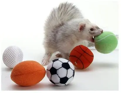 Marshall Ferret Sport Balls