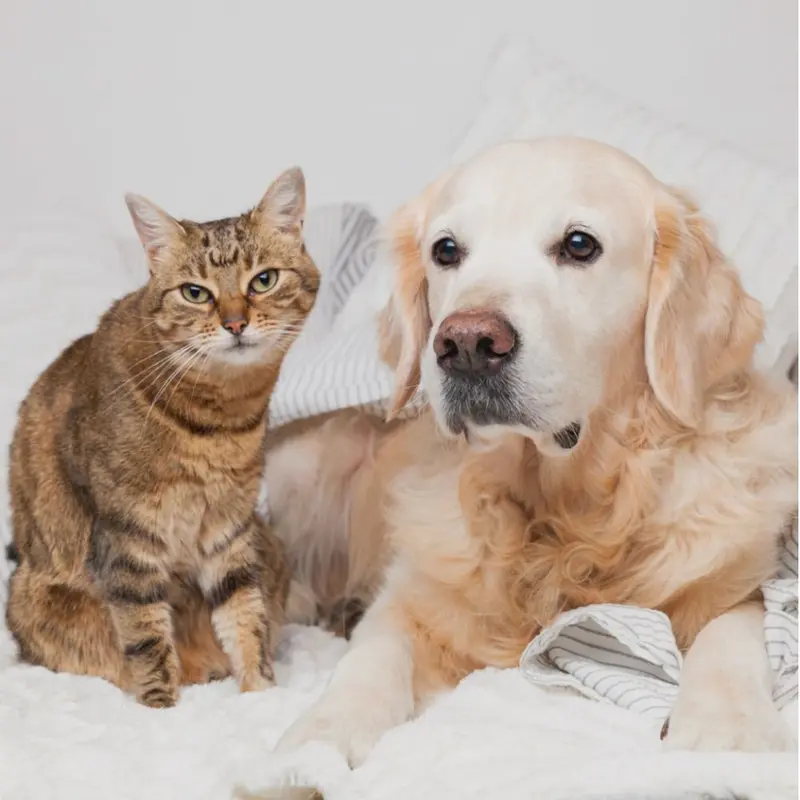 Mascotas Senior y Movilidad Veterinaria Online