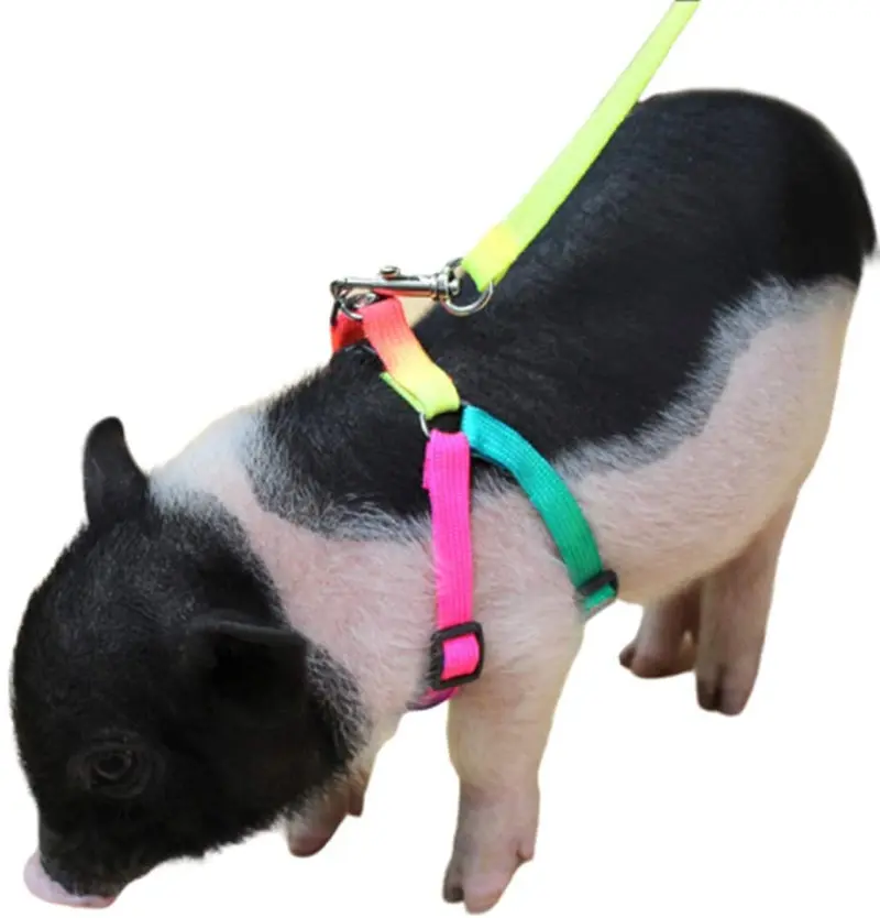 Mini Pig - Arnés ajustable para cerdo y otros animales pequeños