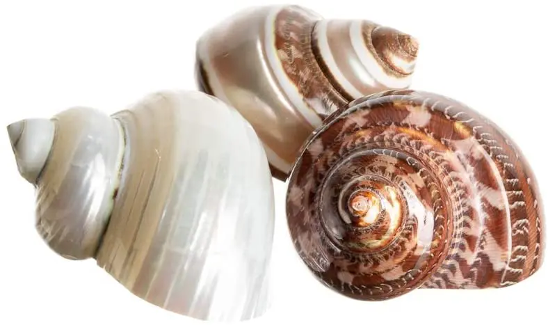 Nautical Crush Trading Ermit Crab Home Turbo Shell | 3 unidades Turbo Shells | 3 carcasas turbo pulidas Turbo 2 "-2 1/2 TM