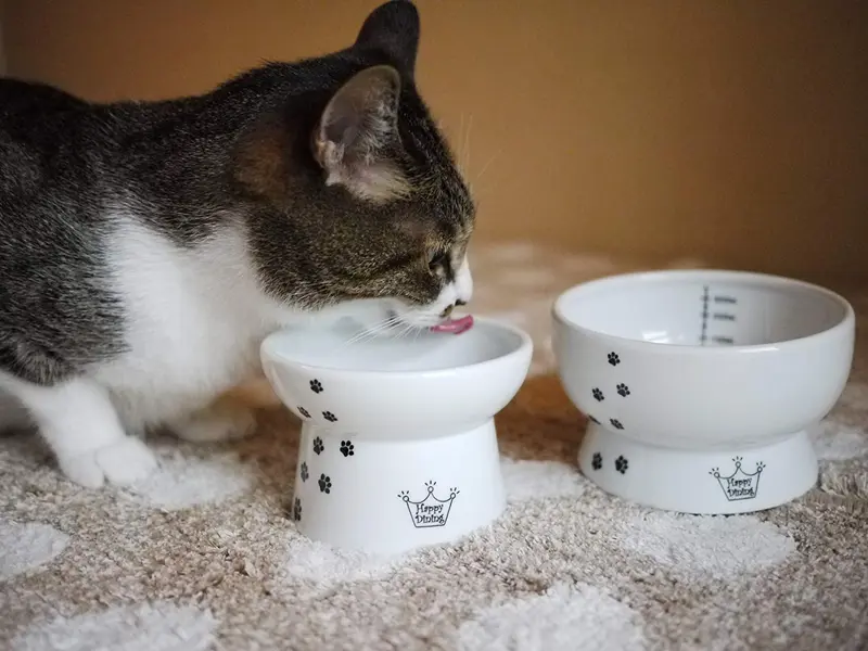 necoichi Raised Cat alimentos y agua Bowl Set (Cat)
