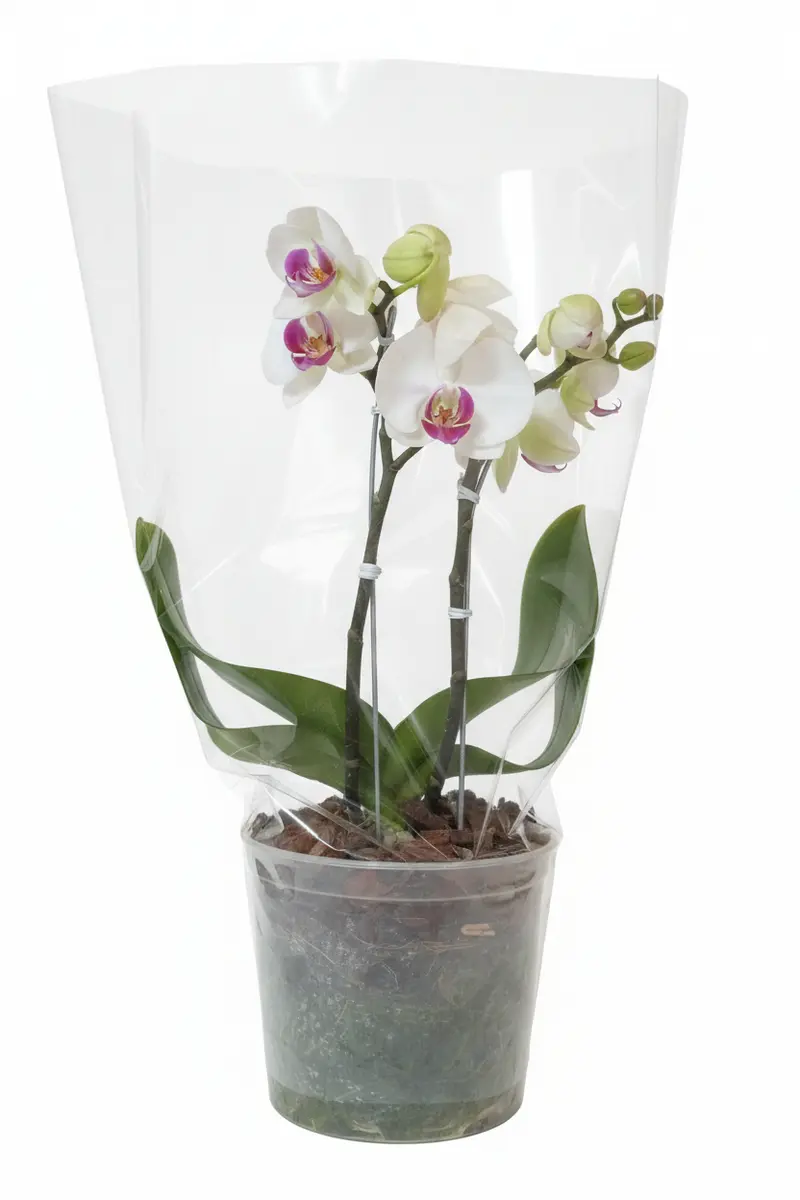 Orquídea grande de dos varas