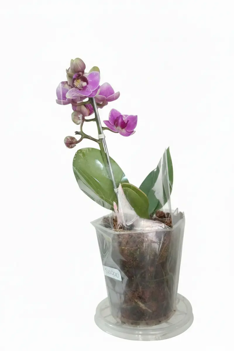 Orquídea mini de una vara