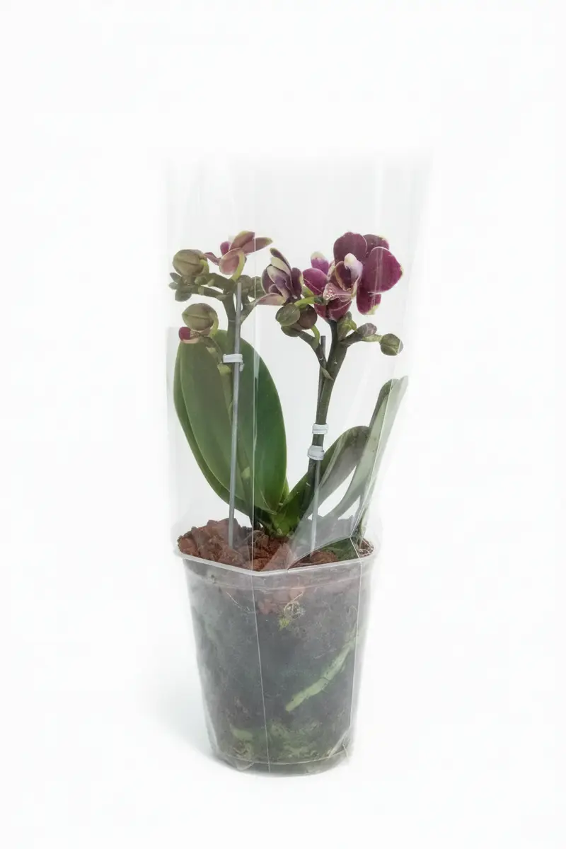 Orquídeas minis de dos varas
