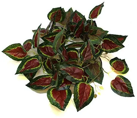 Pangea Leafy Vine - Coleus rojo