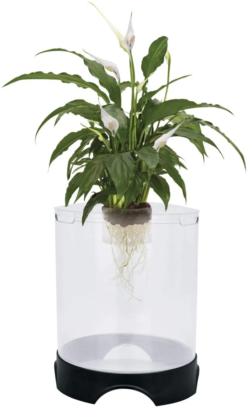 Penn Plax Aquaponic Betta Fish Tank promueve un ambiente saludable para plantas y peces 1.4 galones de capacidad - APON2
