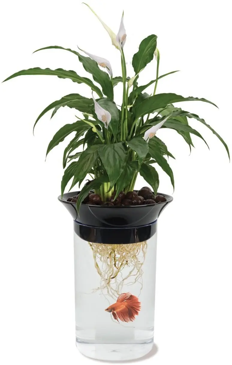 Penn Plax Aquaponic Betta Fish Tank promueve un ambiente saludable para plantas y peces, capacidad de 5 galones