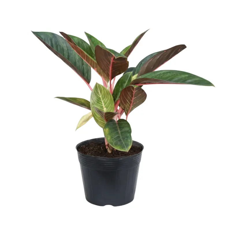 Planta Anglomenas Medianas