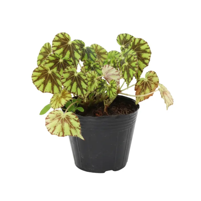 Planta Begonias Aranita