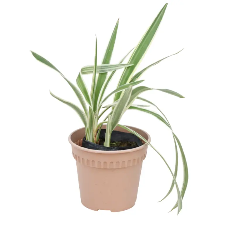 Planta Dianella