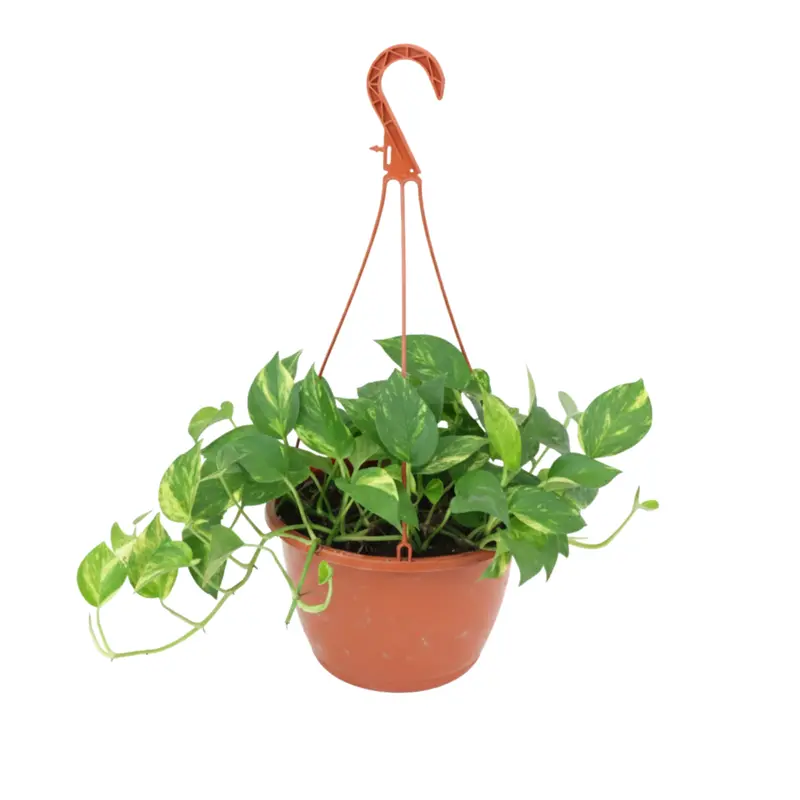 Planta Photos en Canasta