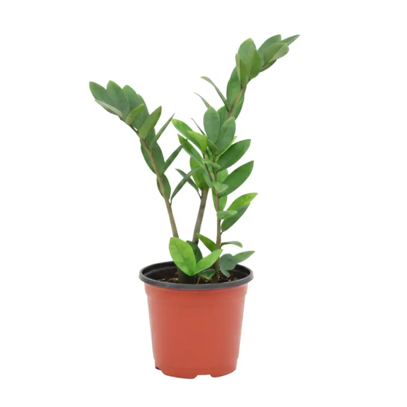 Planta Samia