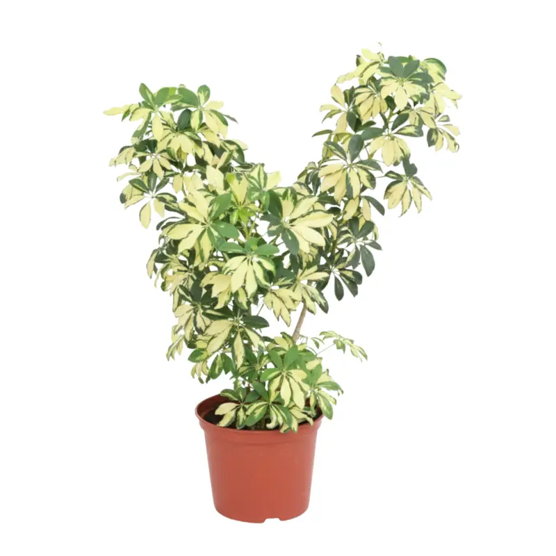 Planta Shaflera
